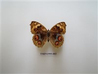 藏品(青眼蛺蝶)的圖片